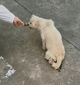 V2802001 La perra que bloqueó una carretera lo que descubrieron dejó todo… (Parte 2)