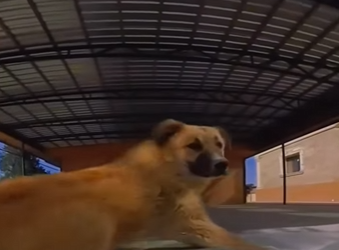 V2802008 el perrito más cauteloso (Parte 2)