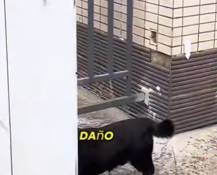 V2802012 perrito con una patita lesionada, es rescatado por unas buenas person… (Parte 2)