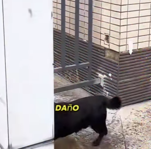 V2802012 perrito con una patita lesionada, es rescatado por unas buenas person… (Parte 2)