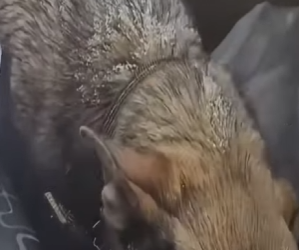 V2802002 lo dejaron solo en una tormenta de nieve (Parte 2)