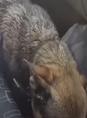 V2802002 lo dejaron solo en una tormenta de nieve (Parte 2)