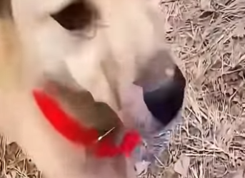 V2802010 se quedó cuidando la moto de su dueño miren lo que pasó (Parte 2)