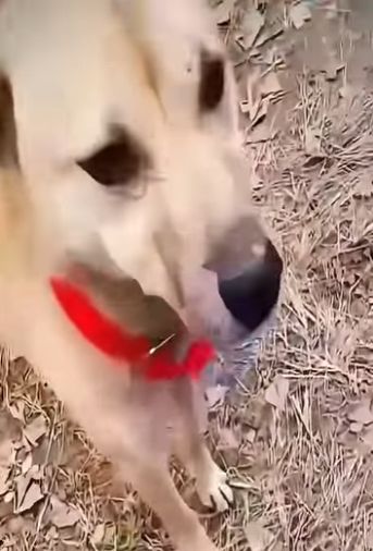 V2802010 se quedó cuidando la moto de su dueño miren lo que pasó (Parte 2)