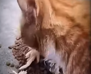 V2802011 la historia de está gatita embarazada, te llegara al corazón (Parte 2)