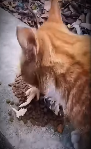 V2802011 la historia de está gatita embarazada, te llegara al corazón (Parte 2)