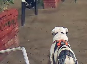 V2802004 mira como su hermano (Parte 2)