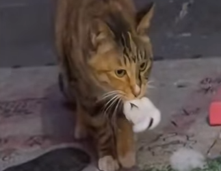 V2802007 Un gatito muy agradecido (Parte 2)