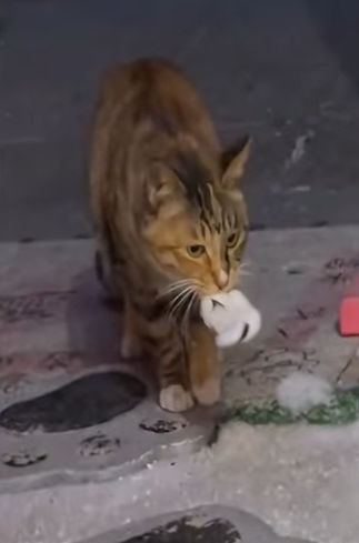 V2802007 Un gatito muy agradecido (Parte 2)