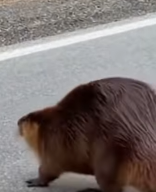 P2802001 She Blocked Our Car Because Her Babies….. She stood in middle (Part 2)