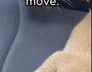 P2802003 When lion opened car door, we knew something amazing was about (Part 2)