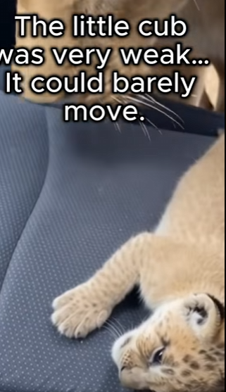 P2802003 When lion opened car door, we knew something amazing was about (Part 2)