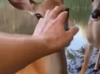 P2802010 Found Deer Trapped in Mud Wolf Ready to Attack. We fou… (Part 2)