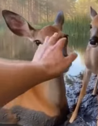 P2802010 Found Deer Trapped in Mud Wolf Ready to Attack. We fou… (Part 2)