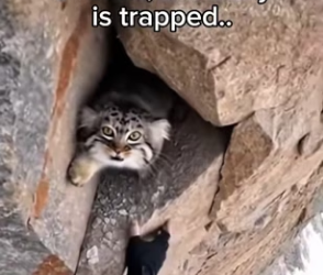 P2802011 Pallas cat barely survived under rocks (Part 2)