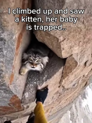 P2802011 Pallas cat barely survived under rocks (Part 2)