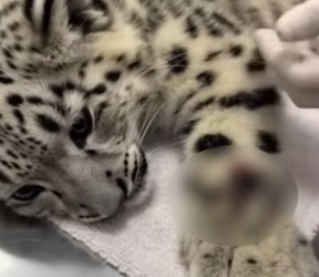 P2802012 poor snow leopard cub was hit by an arrow needs help (Part 2)