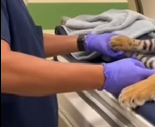 P2802004 An Elephant Gave Me Tiger Cub (Part 2)