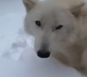 P2802008 Bear Almost Reached Them (Part 2)