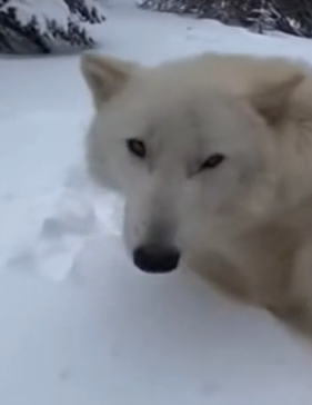 P2802008 Bear Almost Reached Them (Part 2)