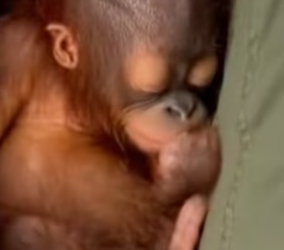 P2802002 She Walked Into Road Begging Me to Save Her Baby. never imaging (Part 2)