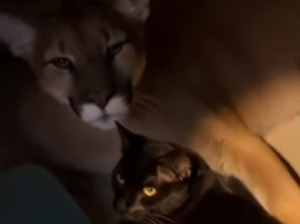 P2802005 Wild Puma Hid in My Shed Chose My Cat as Her Guardian. wild (Part 2)