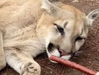 F2802005 found mountain lion in woods, barely more than akin bone (Part 2)