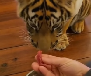 F2802008 He Came to My Door Help. Pulled Arrow Out (Part 2)