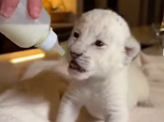 F2802003 Ab andoned white lion cub finds home (Part 2)