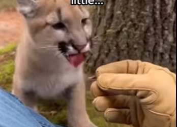 F2802010 Found Him Strapped to Tree. Had to Act Fast (Part 2)