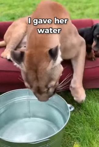 F2802004 Wild Puma Chose My Sofa To Give Birth… (Part 2)