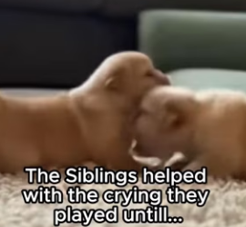 F2802009 Why Kangaroo Left puppy on my driveway (Part 2)