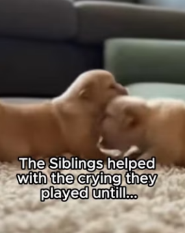 F2802009 Why Kangaroo Left puppy on my driveway (Part 2)