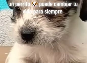 M0402013 Por qué abandonar maltratar un perrito puede cambiar tu vida (Parte 2)
