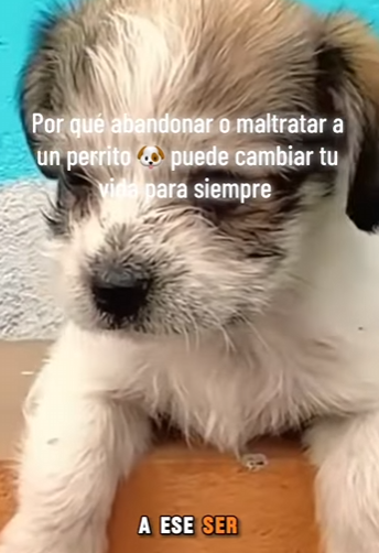 M0402013 Por qué abandonar maltratar un perrito puede cambiar tu vida (Parte 2)