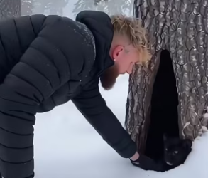 F2802012 An injured black panther comes seeking help,then (Part 2)