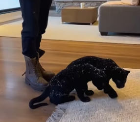 F2802011 black panther parents approached me,each carrying their cub in it (Part 2)