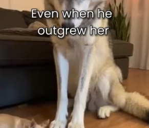 F2802001 My Chihuahua Raised Wild Wolf (Part 2)