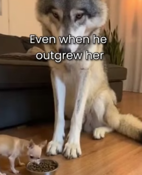 F2802001 My Chihuahua Raised Wild Wolf (Part 2)