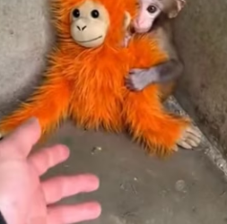 F2802002 Little Monkey Thought Plushie Was His Mom (Part 2)