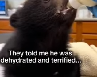 A rescue guided by patience (Part 2)