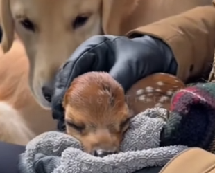 P0202002 A gentle rescue changed this life (Part 2)