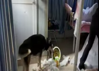 V0402006 El perrito que quería ser policía (Parte 2)