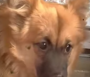 V0402002 El solo quería jugar con sus amigos Pero su condición no lo dejaba (Parte 2)