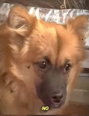 V0402002 El solo quería jugar con sus amigos Pero su condición no lo dejaba (Parte 2)