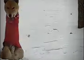 V0402003 Rocky fue abandonado hasta que una persona lo cambio todo (Parte 2)