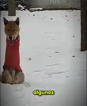 V0402003 Rocky fue abandonado hasta que una persona lo cambio todo (Parte 2)