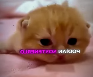 V0402007 gatito duerme dentro de una botella (Parte 2)