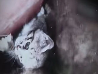 V0402013 rescatan gato atrapado en una pared (Parte 2)