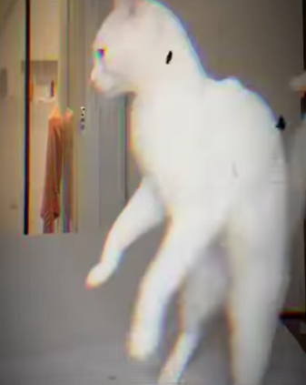 V0402005 cosas que debes saber sobre tus gatitos (Parte 2)